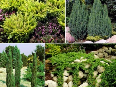 Sorte i vrste kleke sa fotografijom i imenom